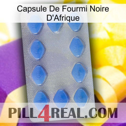 Africa Black Ant Capsule